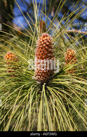 Orticoltura.il cono di Pinus pinaster. Pino marittimo. PINACEAE Foto Stock