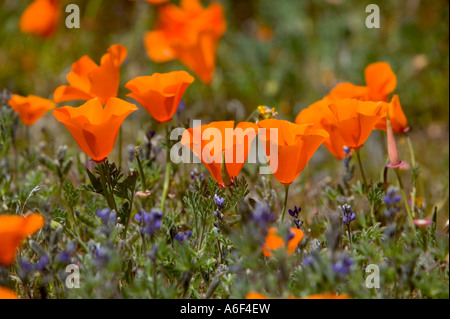 California Poppies fioritura, California Foto Stock