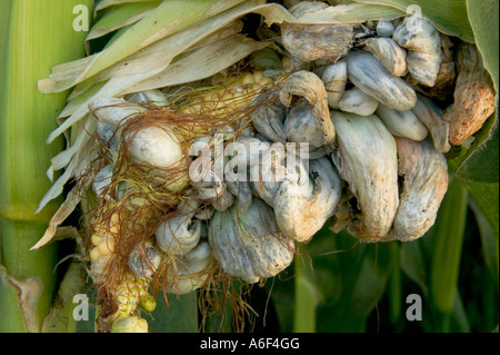 Maturo Smut Galls "Ustilago maydis" su corn ear, California. Foto Stock