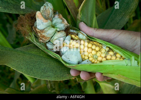 Mano la visualizzazione di mais con "Mut Galli", un fungo Foto Stock