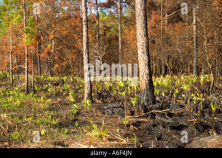 Combustione controllata nella foresta di Slash Southern Yellow Pine & Hardwood, Florida Foto Stock