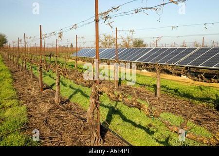 Pannelli solari in vigna dormienti, Califorrnia Foto Stock