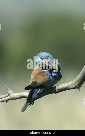 Rullo europea preening il suo piumaggio Foto Stock