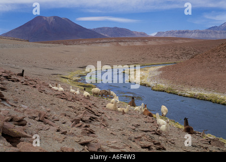 Llamas ( Lama glama ) vicino Geyser El Tatio - nord del Cile Foto Stock