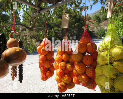 Arance e limoni in vendita nei pressi di Guadalest in Costa Blanca Regione della Spagna Foto Stock
