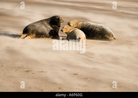 Le foche grigie Halichoerus grypus a Donna Nook Lincolnshire UK Foto Stock