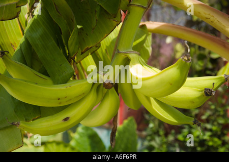 BELIZE Ambergris Caye banane cresce su vista ad albero del mazzetto di frutta Foto Stock
