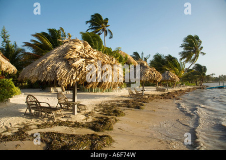 BELIZE Ambergris Caye alghe sulla spiaggia lungo la riva ombrelloni di paglia chaise longue sedie onde in acqua Foto Stock