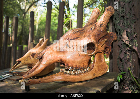 La giraffa cranio, Regno Animale, Disney World, a Orlando, Florida, Stati Uniti d'America Foto Stock