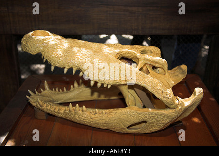 Cranio di coccodrillo, Regno Animale, Disney World, a Orlando, Florida, Stati Uniti d'America Foto Stock