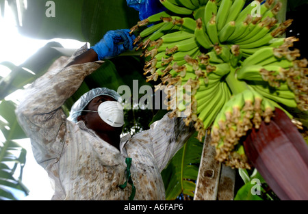 Fairtrade agricoltore, Maria Porter banane di prelievo Foto Stock