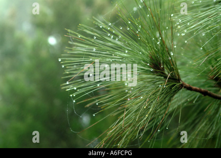 Scende su pino Tropfen un Kanarenkiefernzweig Feuchtwald Teneriffa Foto Stock