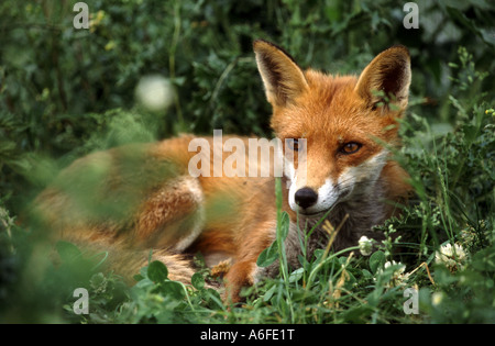 La volpe rossa vulpes vulpes sdraiato Worcestershire Inghilterra Regno Unito Foto Stock