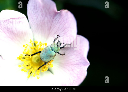 Colore verde scarabeo scarabeo alimentarsi di polline su un wild rose fiore Foto Stock