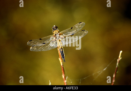 Quattro spotted chaser dragonfly poggiando sopra ancora acqua in Baviera Germania Foto Stock