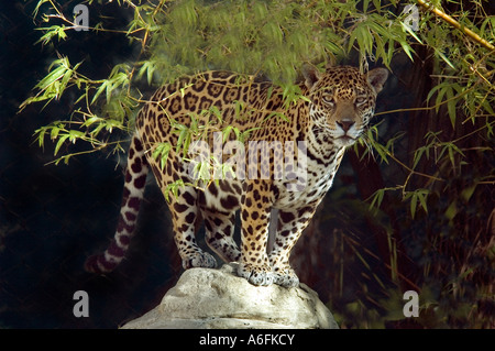 Jaguar Panthera onca Foto Stock