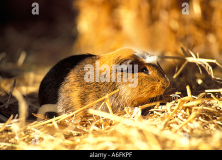 Una cavia ( cavia porcellus) Foto Stock