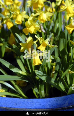 Tete a Tete Giunchiglie in tardo inverno in una vasca. Foto Stock