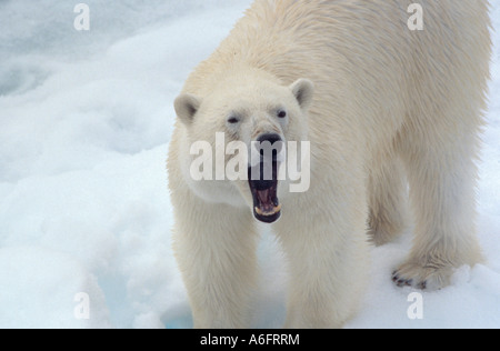 Un orso polare Ursus maritimus in piedi nella neve con la bocca aperta a nord di Nordaustlandet Svalbard Norvegia Foto Stock