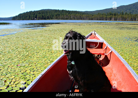 Rilasciato nero cane recuperatore di fronte Canoa Lago dei boschi Oregon Foto Stock