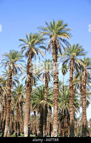 Grove data di palme al Forno Creek nel Parco Nazionale della Valle della Morte in California Foto Stock