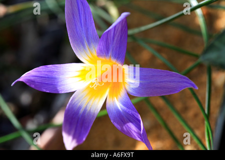 Bulbocodium cowslip Primula bulbocodium Foto Stock