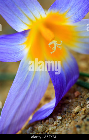 Bulbocodium cowslip Primula bulbocodium Foto Stock