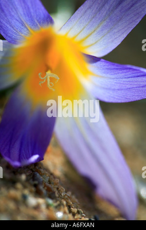Bulbocodium cowslip Primula bulbocodium Foto Stock