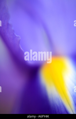 Iris in giardino Foto Stock