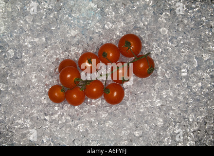 Grappolo di pomodori sul letto di ghiaccio tritato Foto Stock