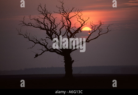 Vecchia Quercia in Norfolk Sunset Foto Stock