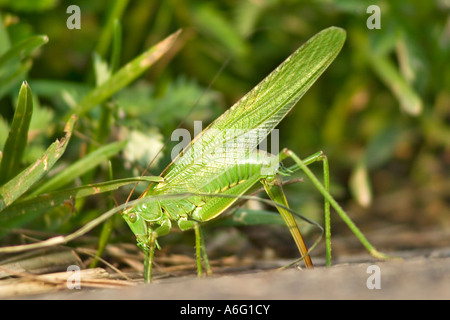 Grande macchia verde Cricket Tettigonia Viridissima mettere le uova nel terreno Foto Stock