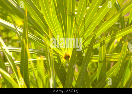 Piante in slash pine micro clima subtropicale foresta di pini Everglades in Florida del Sud Foto Stock