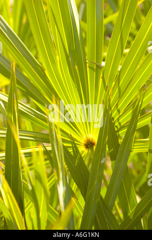 Piante in slash pine micro clima subtropicale foresta di pini Everglades in Florida del Sud Foto Stock