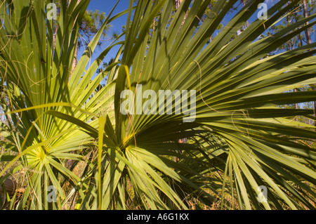 Piante in slash pine micro clima subtropicale foresta di pini Everglades in Florida del Sud Foto Stock