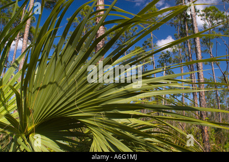 Piante in slash pine micro clima subtropicale foresta di pini Everglades in Florida del Sud Foto Stock