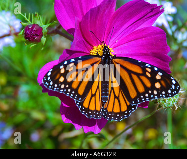 Farfalla monarca su un fiore sorseggiando il nettare . Foto Stock