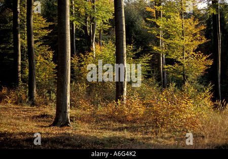 Compensazione in un autunno di faggio foresta; Schurwald, distretto di Rems-Murr / contea, Baden-Wuerttemberg, Germania Foto Stock