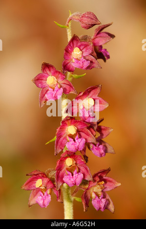 Rosso scuro (Helleborine atrorubens bergonii) Foto Stock