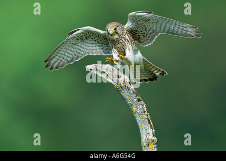 Comune di gheppio (Falco tinnunculus) in atterraggio Foto Stock