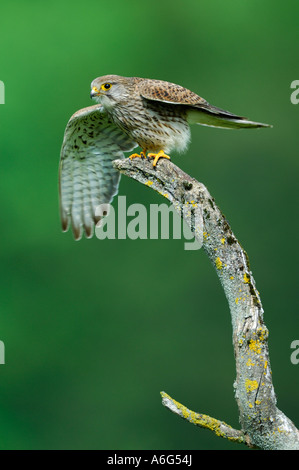 Comune di gheppio (Falco tinnunculus) in atterraggio Foto Stock