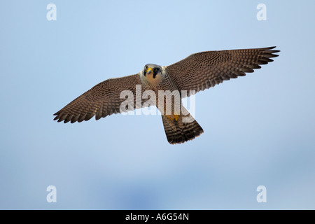 Falco pellegrino (Falco peregrinus) in volo Foto Stock