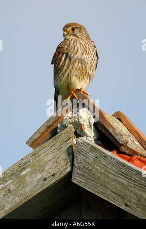 Comune di gheppio (Falco tinnunculus) seduto sul timpano Foto Stock