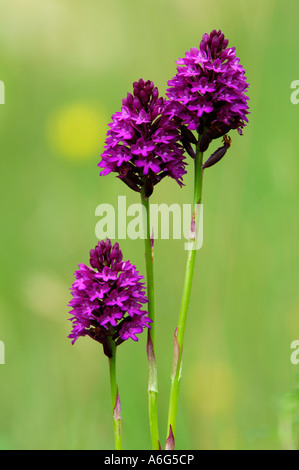 Orchide, (Anacamptis pyramidalis) Foto Stock