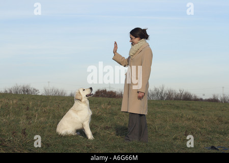 Golden Retriever (Canis lupus f. familiaris), giovane donna esercita con cucciolo Foto Stock