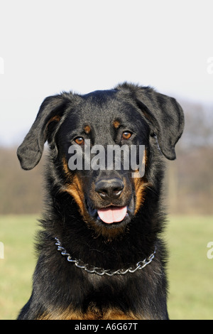 Berger de Beauce, Beauceron (Canis lupus f. familiaris), il ritratto di un undici mesi maschio Foto Stock