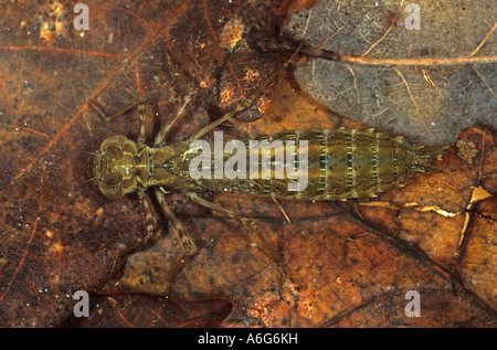 Larva di Southern Hawker Aeshna cyanea Germania Foto Stock