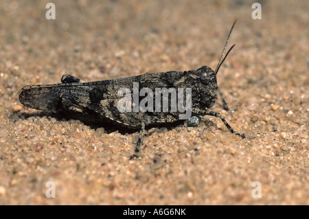 Grasshopper (Oedipoda caerulescens) Foto Stock