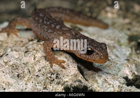 Tritone comune (Lissotriton vulgaris, precedentemente Triturus vulgaris) femmina Foto Stock