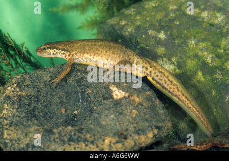 Tritone comune (Lissotriton vulgaris, precedentemente Triturus vulgaris) femmina, captive Foto Stock